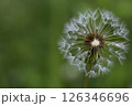 Close-up of a dandelion seedhead against a soft green blurred background 126346696