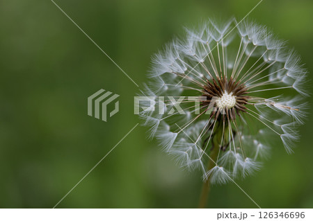 Close-up of a dandelion seedhead against a soft green blurred background Close-up of a dandelion seedhead against a soft green blurred background 126346696