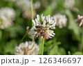 Honeybee collecting nectar from white clover flower in a vibrant green meadow 126346697