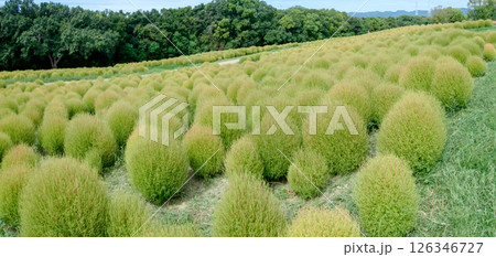 緑色のコキア 緑色のコキア 126346727