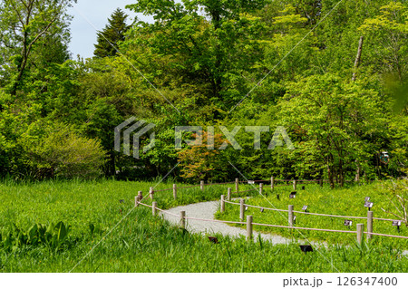 箱根湿生花園 箱根湿生花園 126347400