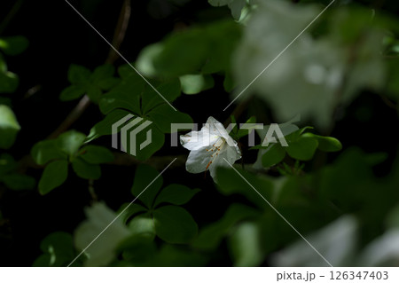 箱根湿生花園 ゴヨウツツジ 箱根湿生花園 ゴヨウツツジ 126347403