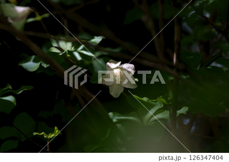 箱根湿生花園 ゴヨウツツジ 箱根湿生花園 ゴヨウツツジ 126347404