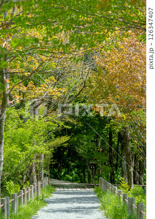 箱根湿生花園 126347407