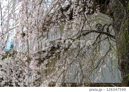 枝垂れ桜と土蔵 126347599