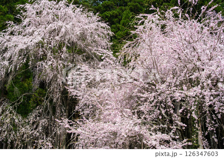 枝垂れ桜の花びら 126347603