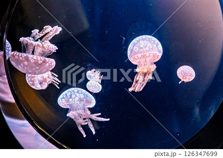 可愛らしいクラゲ 126347699
