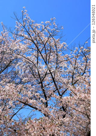 赤穂御崎　満開の桜 126348021