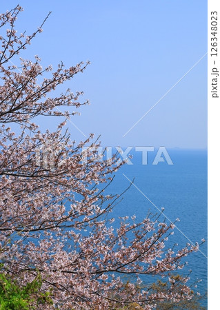 赤穂御崎　満開の桜 126348023