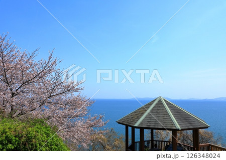 赤穂御崎 満開の桜 赤穂御崎 満開の桜 126348024
