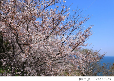 赤穂御崎 満開の桜 赤穂御崎 満開の桜 126348025
