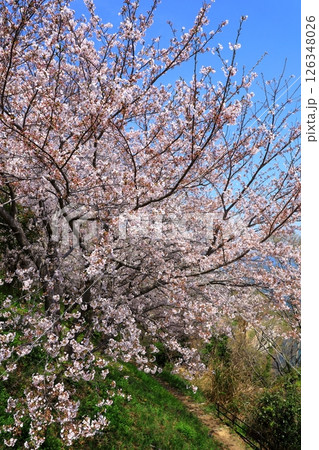 赤穂御崎 満開の桜 赤穂御崎 満開の桜 126348026
