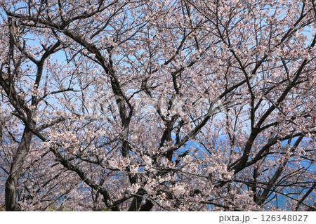 赤穂御崎　満開の桜 126348027