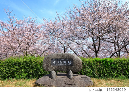 赤穂御崎 満開の桜 赤穂御崎 満開の桜 126348029