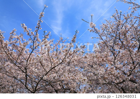 赤穂御崎　満開の桜 126348031