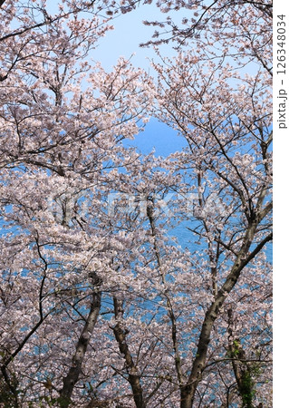 赤穂御崎　満開の桜 126348034