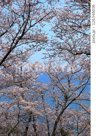 赤穂御崎 満開の桜 赤穂御崎 満開の桜 126348036