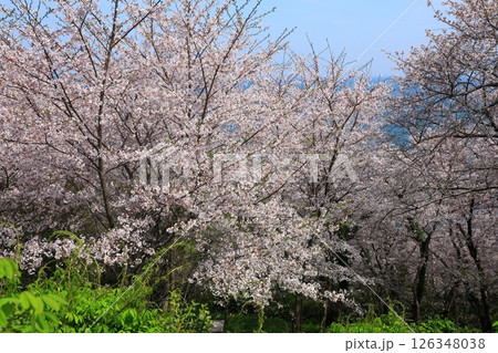 赤穂御崎　満開の桜 126348038