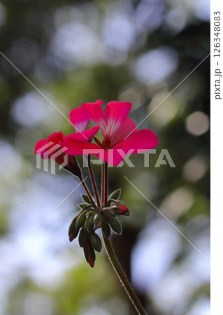 赤いアイビーゼラニウムの花 赤いアイビーゼラニウムの花 126348083