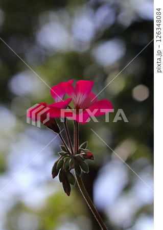 赤いアイビーゼラニウムの花 赤いアイビーゼラニウムの花 126348084