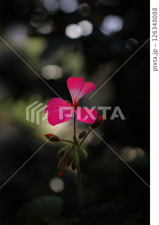 木漏れ日の中に咲く赤いアイビーゼラニウムの花 126348088