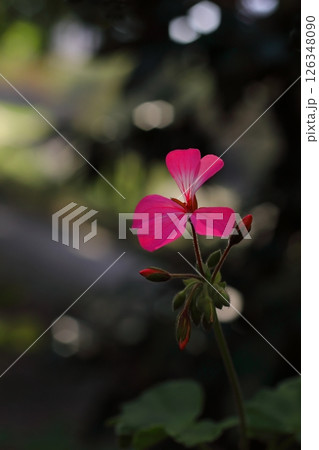 赤いアイビーゼラニウムの花 赤いアイビーゼラニウムの花 126348090