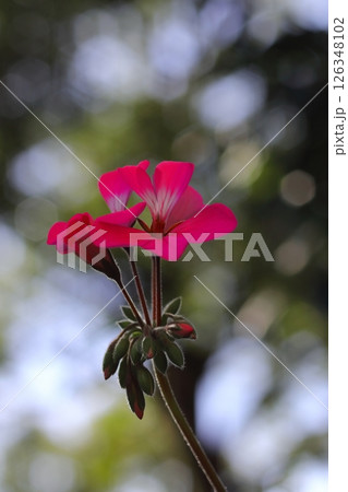 赤いアイビーゼラニウムの花 赤いアイビーゼラニウムの花 126348102