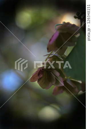光を浴びて輝くハンショウヅルの花 光を浴びて輝くハンショウヅルの花 126348151