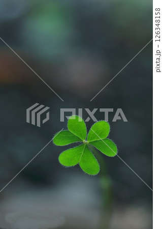 小さなハート型のイモカタバミの葉っぱ 126348158