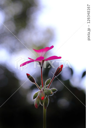 赤いアイビーゼラニウムの花 赤いアイビーゼラニウムの花 126348167