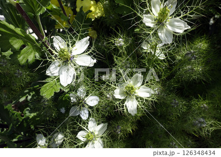 春5月庭に開花した白い一重のニゲラの花 春5月庭に開花した白い一重のニゲラの花 126348434