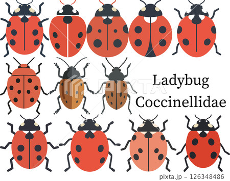 Assorted Ladybugs Cartoon Vector Set 126348486