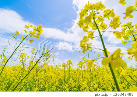 菜の花の根元から見上げる青空 菜の花の根元から見上げる青空 126348499