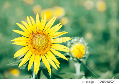 <安曇野>道の駅 アルプス安曇野ほりがねの里のひまわり <安曇野>道の駅 アルプス安曇野ほりがねの里のひまわり 126348521