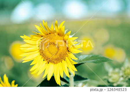 ＜安曇野＞道の駅 アルプス安曇野ほりがねの里のひまわり 126348523