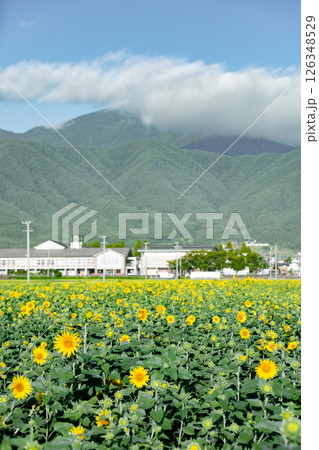 <安曇野>道の駅 アルプス安曇野ほりがねの里のひまわり <安曇野>道の駅 アルプス安曇野ほりがねの里のひまわり 126348529