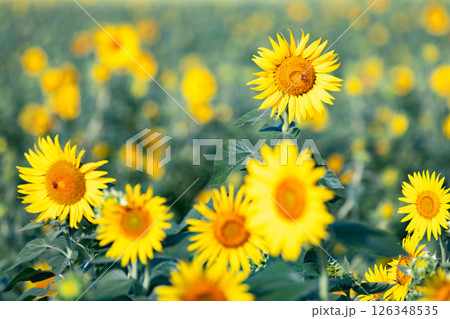 ＜安曇野＞道の駅 アルプス安曇野ほりがねの里のひまわり 126348535