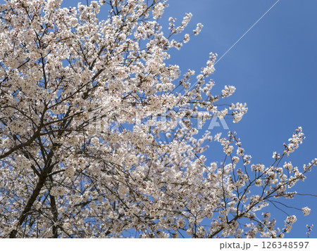 満開に花が咲いたソメイヨシノ 126348597