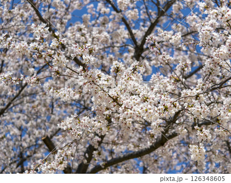 満開に花が咲いたソメイヨシノ 満開に花が咲いたソメイヨシノ 126348605