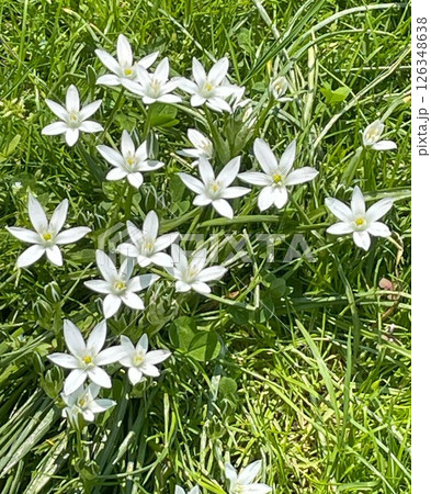 ハナニラの白い花 ハナニラの白い花 126348638