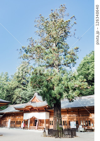 <安曇野>穗髙神社 本宮 拝殿と孝養杉 <安曇野>穗髙神社 本宮 拝殿と孝養杉 126348640