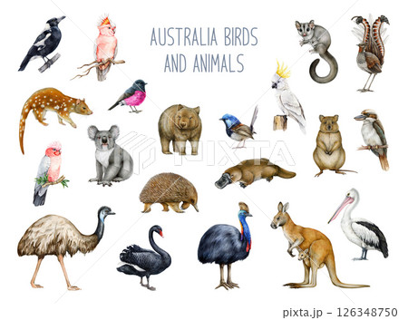 Australia animal and bird watercolor illustration set. Hand drawn kangaroo, koala, kookaburra, echidna, platypus, cassowary, wombat realistic collection. Australia native wildlife painted collection 126348750
