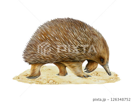Echidna Australian native animal standing on the ground side view. Cute hand drawn echidna vintage style painted watercolor illustration. Tachyglossidae Australia endemic mammal on white background 126348752