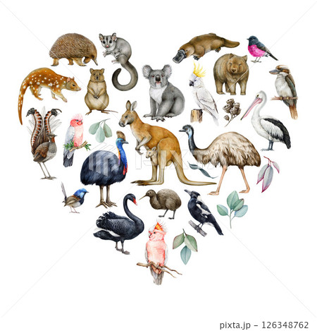 Australia wildlife watercolor illustration set. Hand drawn kangaroo, koala, kookaburra, echidna, platypus, quokka, wombat realistic collection. Australia native birds, animals painted collection Australia wildlife watercolor illustration set. Hand drawn kangaroo, koala, kookaburra, echidna, platypus, quokka, wombat realistic collection. Australia native birds, animals painted collection 126348762