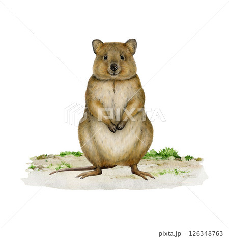 Realistic quokka on grassy ground hand drawn watercolor vintage style illustration. Cute Australian native marsupial mammal. Short tailed scrub wallaby isolated on white background 126348763