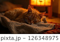 眠る猫 126348975