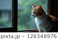 窓の外を眺める猫 126348976