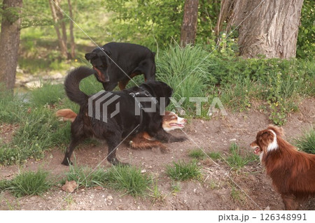 Three dogs are playing in a grassy area 126348991