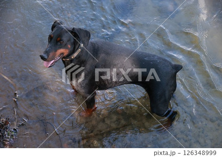 Black dog is standing in a body of water Black dog is standing in a body of water 126348999