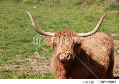 Large brown yak with horns stands in a grassy field 126349003